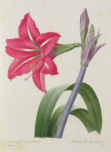 Amaryllis bresiliensis (brasiliansk amaryllis), graverad av Victor, från "Choix des Plus Belles Fleur", c.1827-33